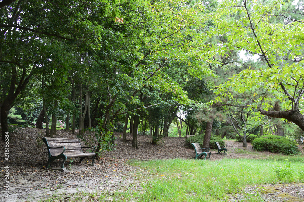 公園の中の林とベンチ