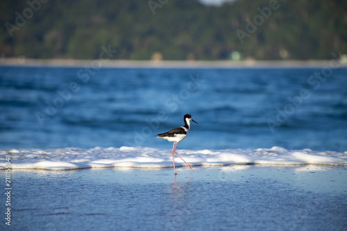 Bird Stilt looking for food on Campeche beach Florian  polis