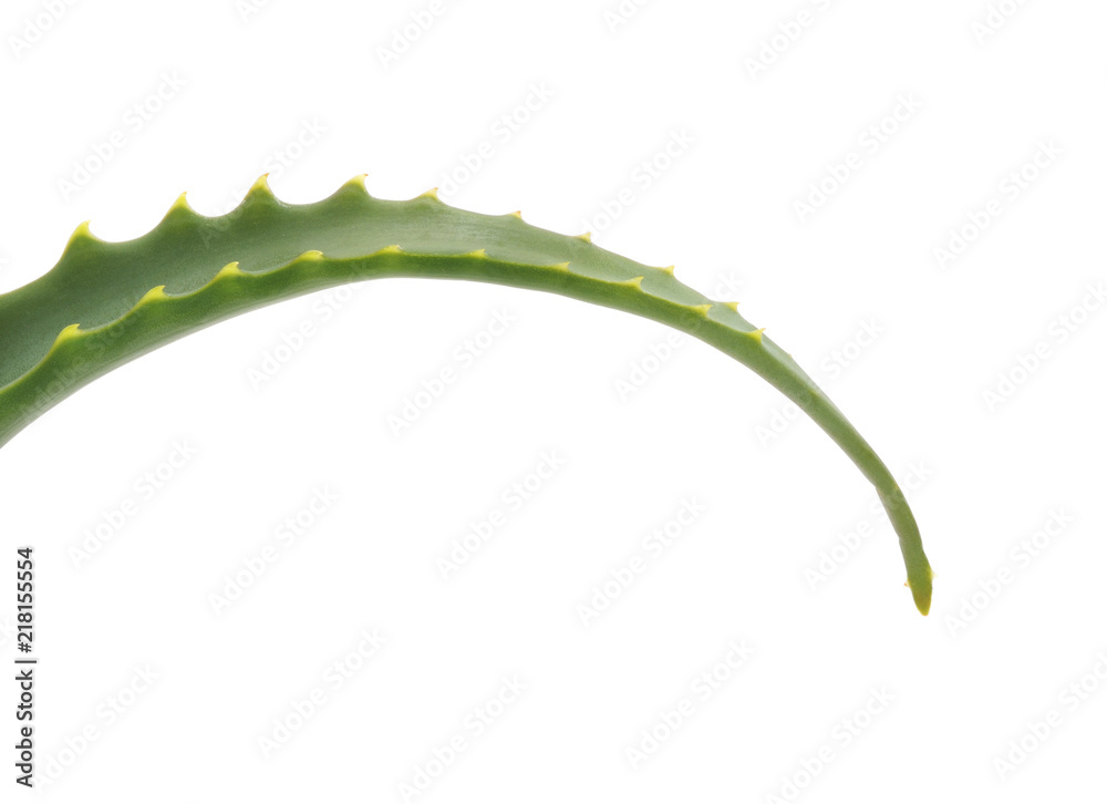 Leaf of aloe. Leaf of aloe.