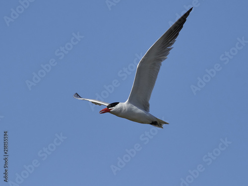 Caspian tern (Hydroprogne caspia) © dennisjacobsen