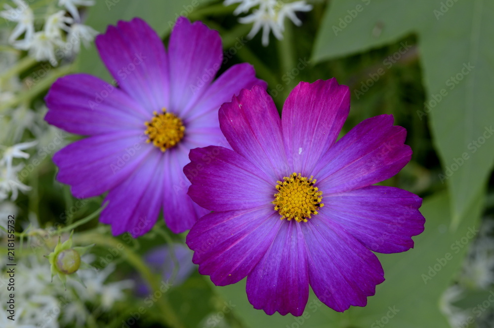 kosmeya perennial closeup