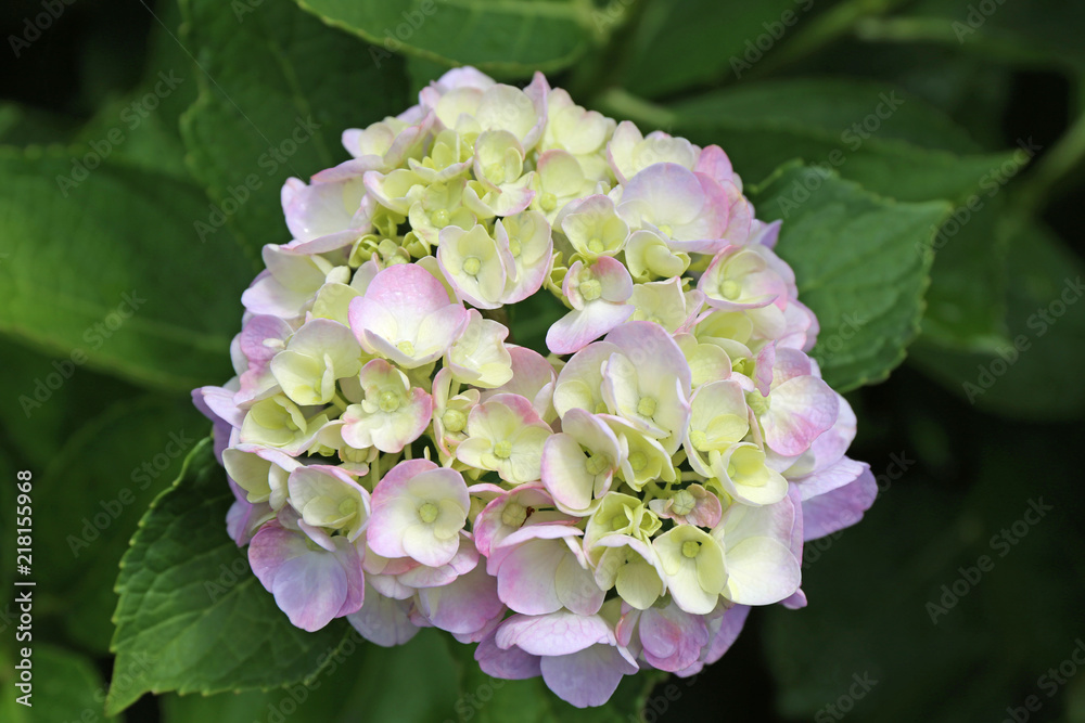 6月に咲く紫陽花の花 6月に咲く紫陽花の花