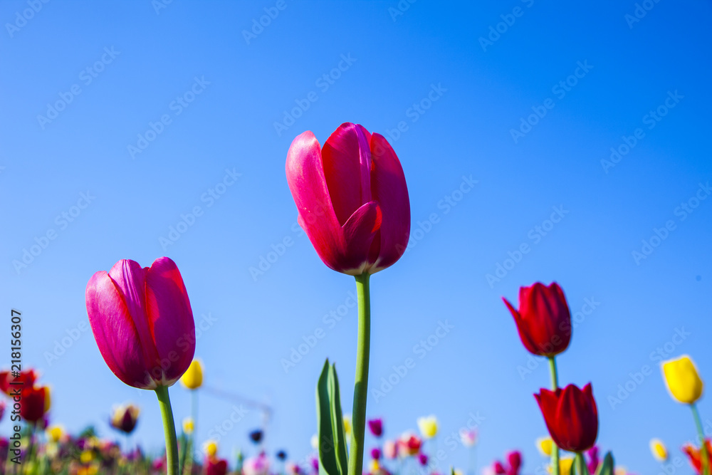 field with blooming colorful tulips field with blooming colorful tulips