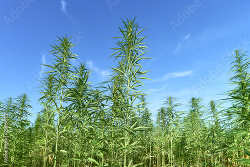 Field of blooming cannabis. .