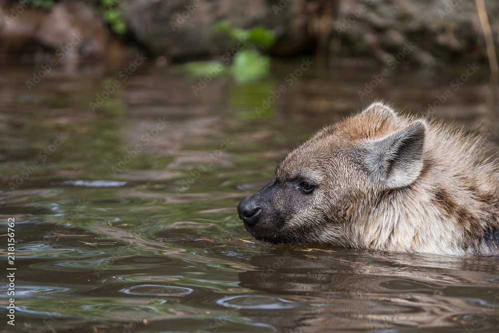 Fototapeta premium playing hyena in the water