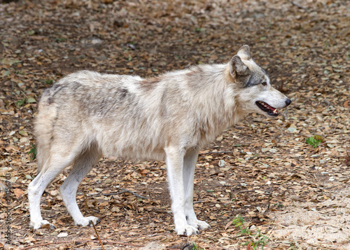 Young adult wolf standing on brown dry leaves looking to viewers right. Profile view.