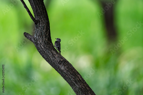 木にとまるコゲラ