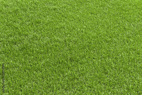 Green grass field, green lawn. Green grass for golf course, soccer, football, sport. Green turf grass texture and background for design with copy space for text or image.