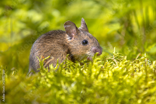Wood mouse in green surroundings