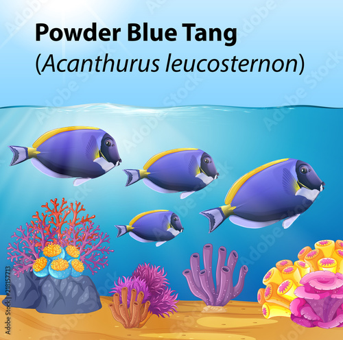 Powder blue tang fish in the ocean