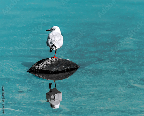 Single small white seagull bird sitting on old black rubber car tire in sea with specular reflection in water. Copy-space. The concept of environmental pollution