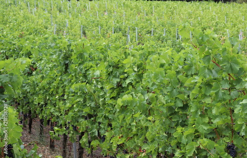 Weinstöcke der seltenen Sorte Schwarzriesling in Franken im Sommer