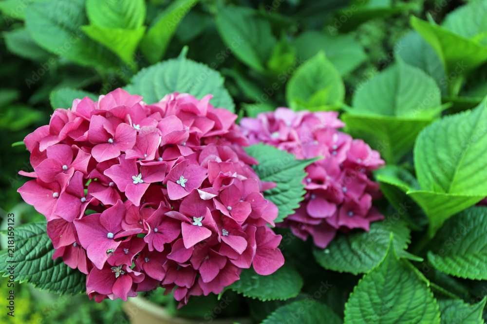 Fototapeta premium 6月に咲く紫陽花の花