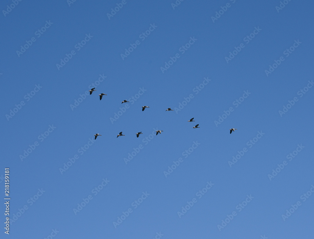 Geese flying in V-formation at Hjälstaviken, Stockholm