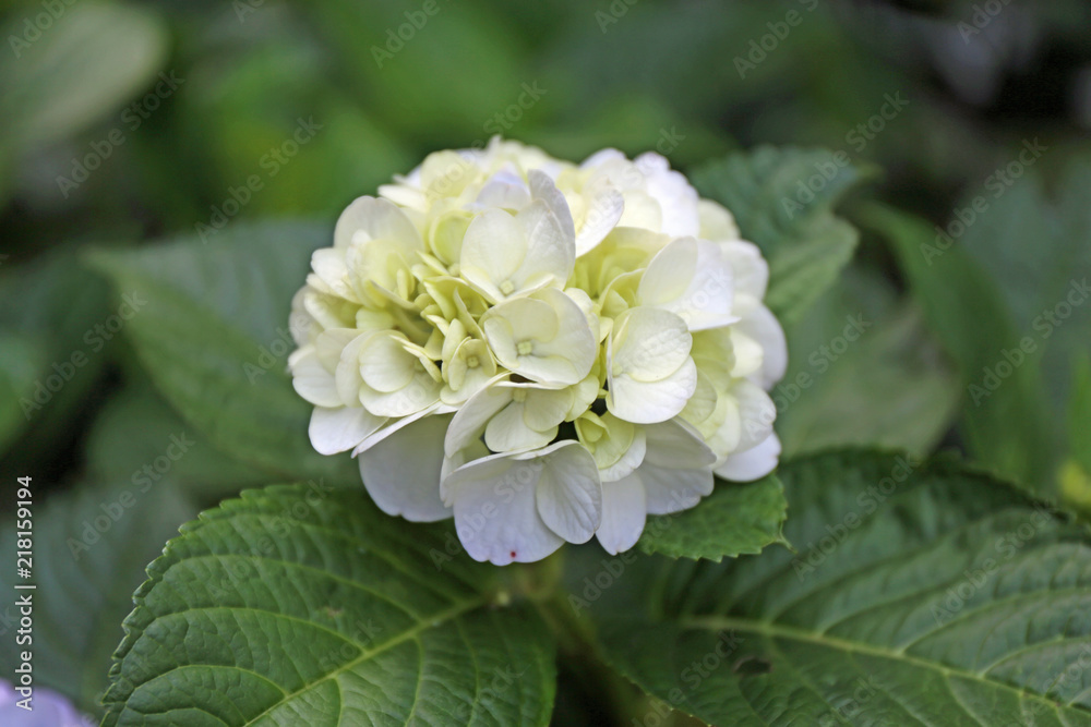 6月に咲く紫陽花の花 6月に咲く紫陽花の花