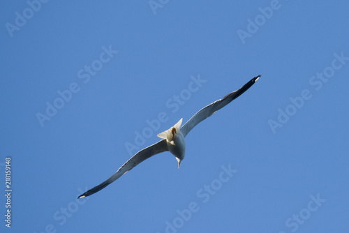 Seagull and a blue sky in the summer  Stockholm