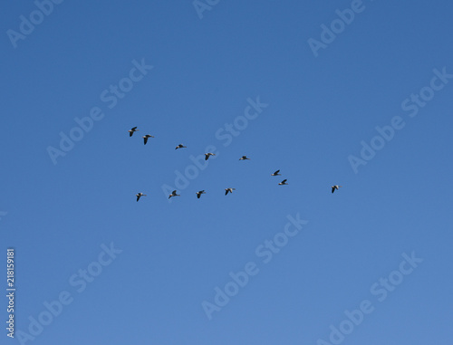 Geese flying in V-formation at Hjälstaviken, Stockholm