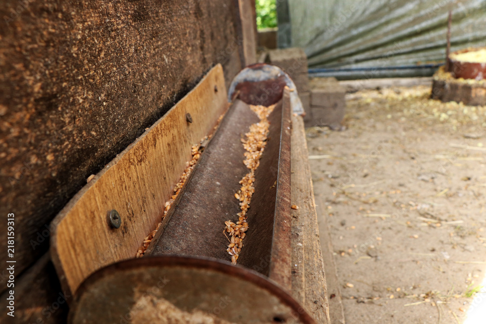 A gutter for grain for hens. Feeder for feed. Suffused earth. A gutter for grain for hens. Feeder for feed. Suffused earth.