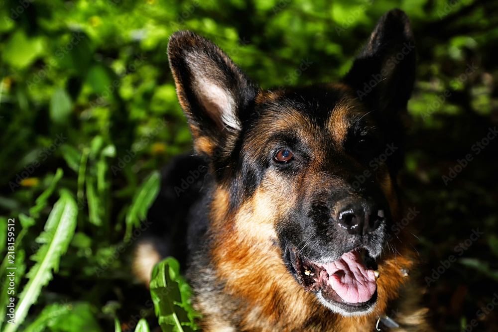 German shepherd dog illuminated on one side in a dark park