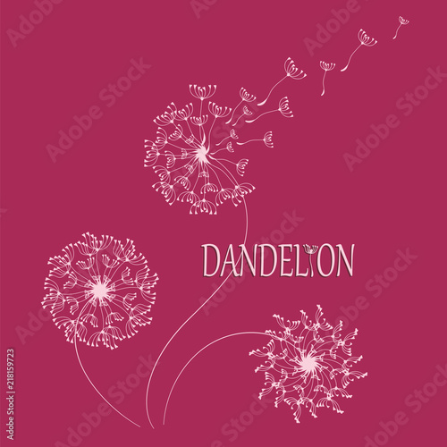 Fototapeta Naklejka Na Ścianę i Meble -  DANDELION. Flying in the wind, the parachutes. Logo, emblem. The word and the silhouette of a dandelion on a red background. Flying parachutes of a dandelion Dark border words and bright colors.