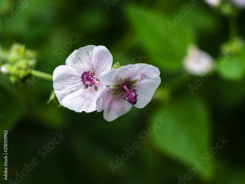 Wild flower Althaea officinalis. Althaea have medicinal properties. Medicinal herb marsh mallow.