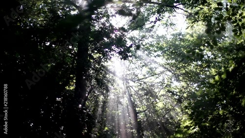 sun shining through the trees
