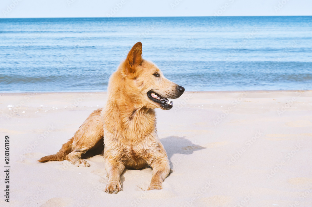 Young golden setting on the beach Young golden setting on the beach