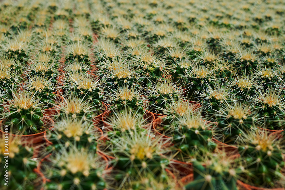 Variety of colourful cactus on the plantation or orangery. Cultivation of various colorful flowers in a greenhouse. Flowers at shop. Gardening. Garden center. Flowers in a greenhouse. Cactus farm. Variety of colourful cactus on the plantation or orangery. Cultivation of various colorful flowers in a greenhouse. Flowers at shop. Gardening. Garden center. Flowers in a greenhouse. Cactus farm.