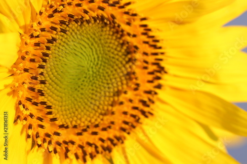 Endlich Sommer - Detailaufnahme der Blüte einer Sonnenblume mit Textfreiraum