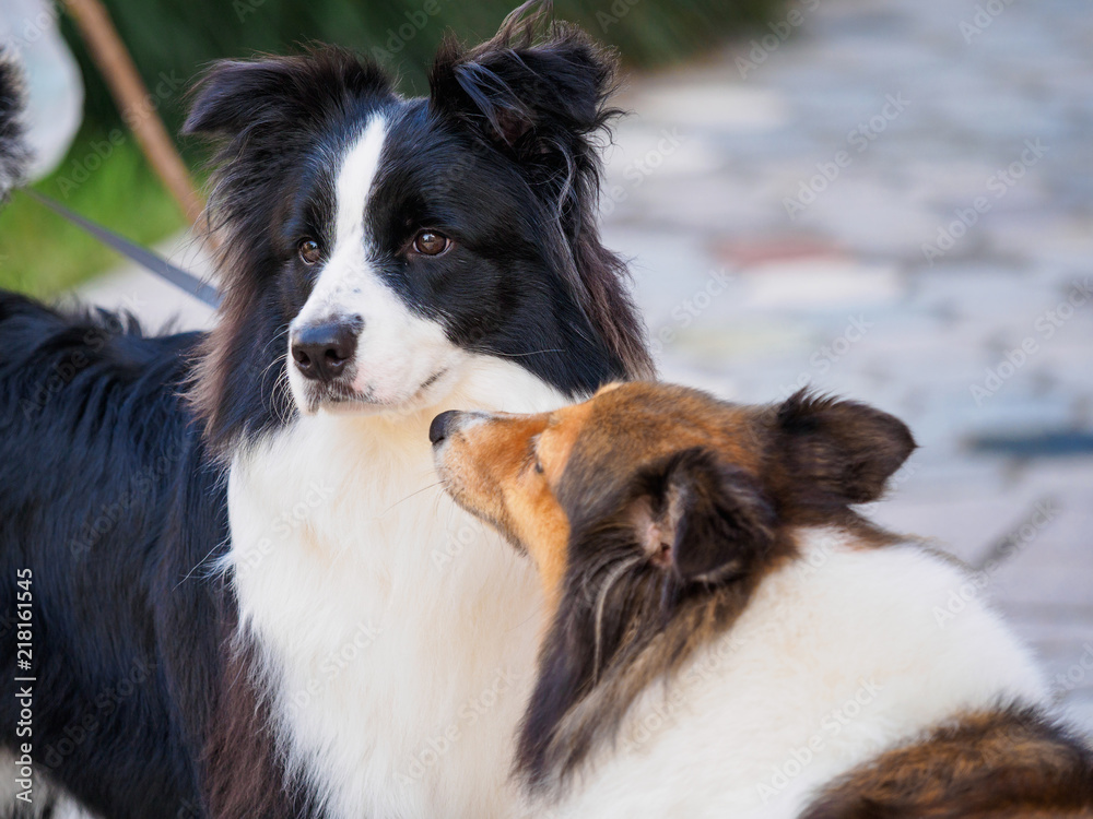 Two collies playing outside, shetland sheepdog smelling at border sheepdog, looks like asking for a kiss while black dog looks innocent. Two collies playing outside, shetland sheepdog smelling at border sheepdog, looks like asking for a kiss while black dog looks innocent.