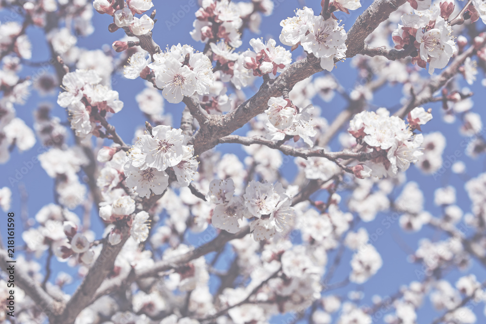 Branches of a blossoming fruit tree with large beautiful buds against a bright blue sky Cherry or apple blossom in Spring season. Beautiful flowering fruit trees. Natural background. Toned image. Branches of a blossoming fruit tree with large beautiful buds against a bright blue sky Cherry or apple blossom in Spring season. Beautiful flowering fruit trees. Natural background. Toned image.