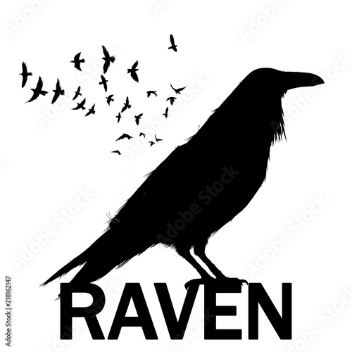 Graphic black and white crow isolated on white background. Old and wise bird. Raven Halloween character. Hand drawn sketch style vector illustration. Wall decoration sticker.