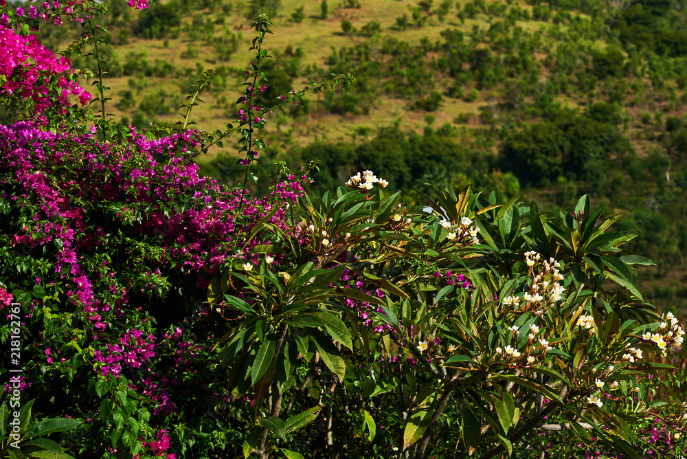 Beautiful bougainvillea and plumeria trees with meaty leaves and bright flowers. Flowers background. Large pink and white inflorescences on a green blurred background. Selective focus.
