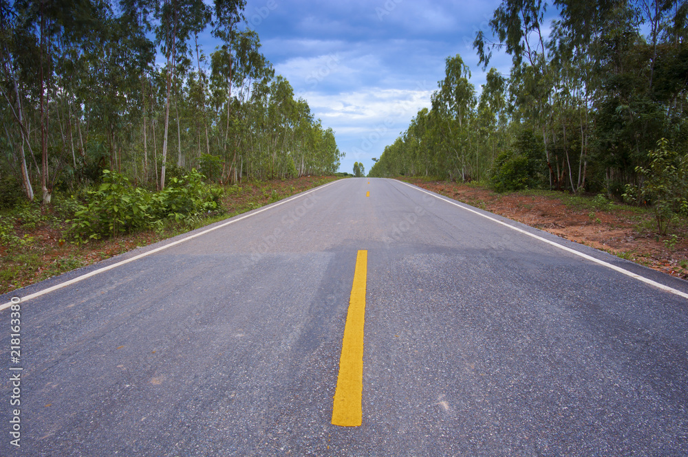 Landscape of asphalt road with eucalyptus on the side