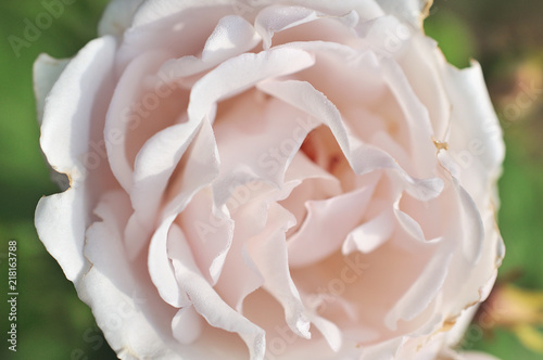 Beautiful pink rose in garden