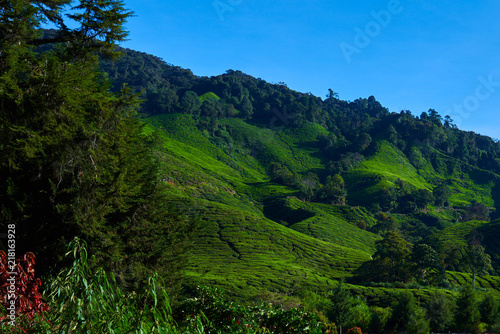 Green tea plants and fresh leaves. The tea plantations background. Tea plantations in morning light. Cameron highlands, Malaysia. Nature background with blue sky. Amazing landscape.