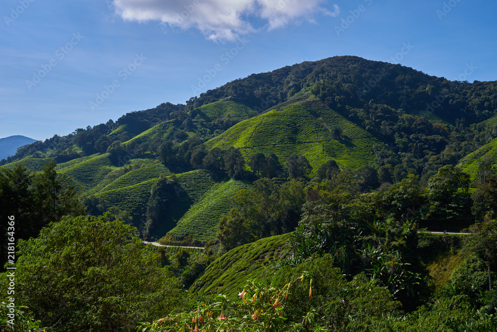 Beautiful view of Cameron Highland tea plantation during bright sunny day. View on an agricultural mountain of organic tea plantation. Hilly landscape. Tea field, farm. Agricultural industry concept.