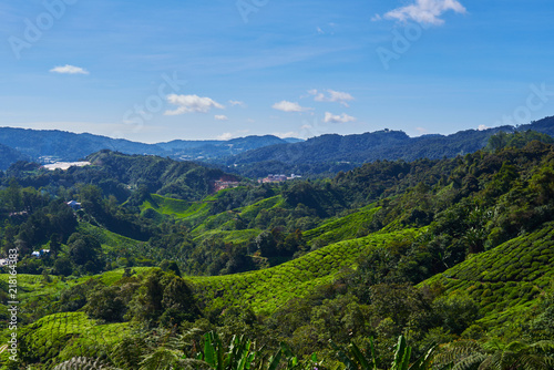 Fototapeta Naklejka Na Ścianę i Meble -  Beautiful view of Cameron Highland tea plantation during bright sunny day. View on an agricultural mountain of organic tea plantation. Hilly landscape. Tea field, farm. Agricultural industry concept.