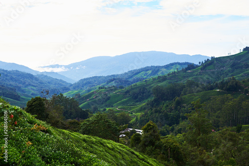 Fototapeta Naklejka Na Ścianę i Meble -  View on an agricultural mountain of organic tea plantation; Beautiful hilly landscape with green tea plantation; Tea field; tea farm; Agricultural concept; agricultural industry concept.