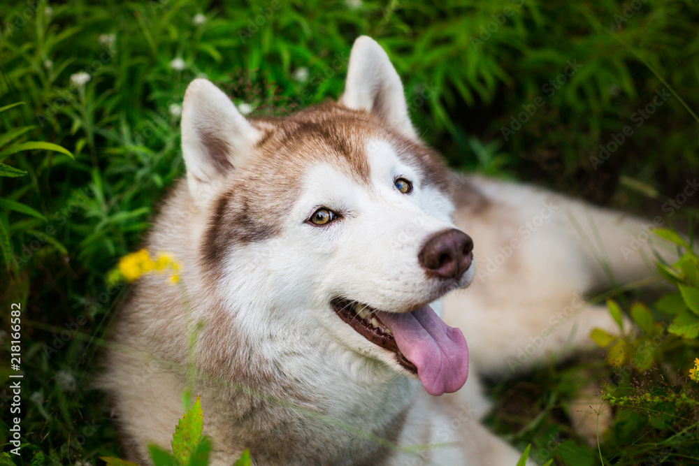 Close-up portrait of lovely beige and white dog breed siberian husky lying in the green grass and white flowers