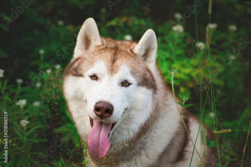 Close-up portrait of beautiful beige and white dog breed siberian husky sitting in the green grass and white flowers