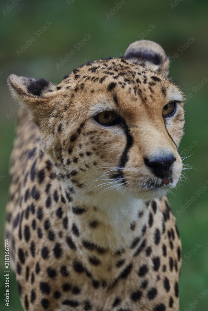 A Cheetah A Cheetah