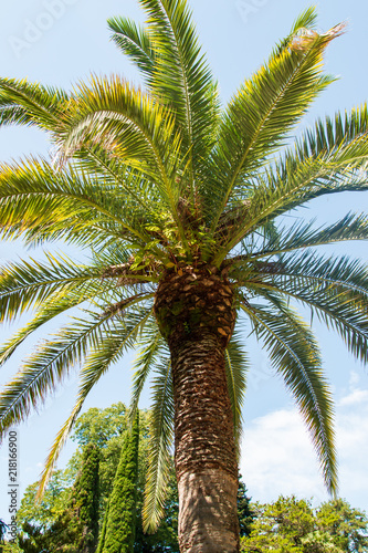 palm trees in nature