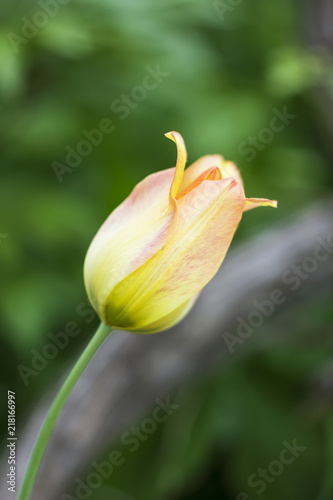 Photo splash yellow tulip