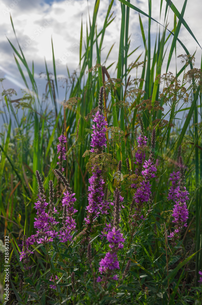 Violet flowers, sun ray and grass Violet flowers, sun ray and grass