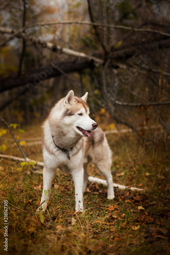 Profile Portrait of free and wise Siberian Husky dog standing in the bright fall forest