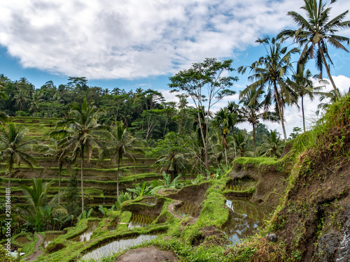 Rice terraces in Tegallalang, Ubud, Bali, Indonesia Asia © popovj2