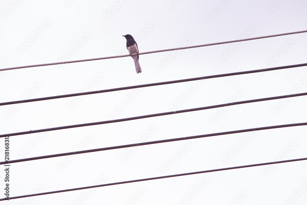 A lone bird sits on power cable lines, like a note on a musical camp. on a white background. A lone bird sits on power cable lines, like a note on a musical camp. on a white background.