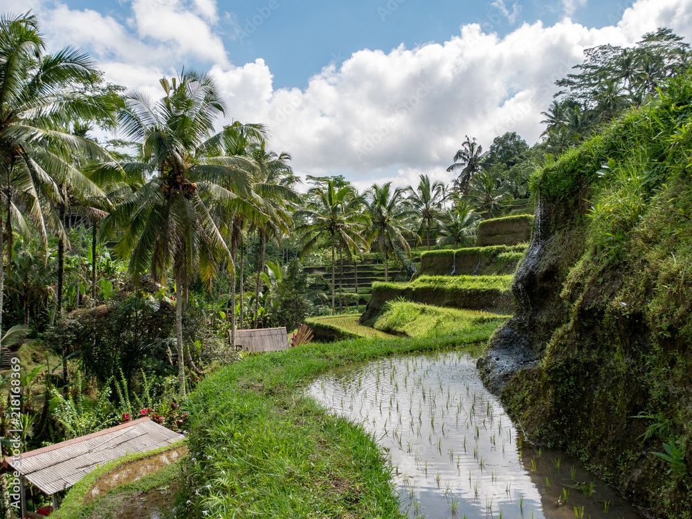 Rice terraces in Tegallalang, Ubud, Bali, Indonesia Asia