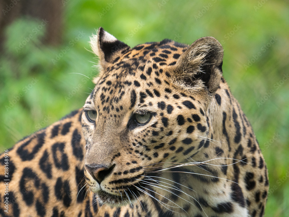 Obraz premium Léopard